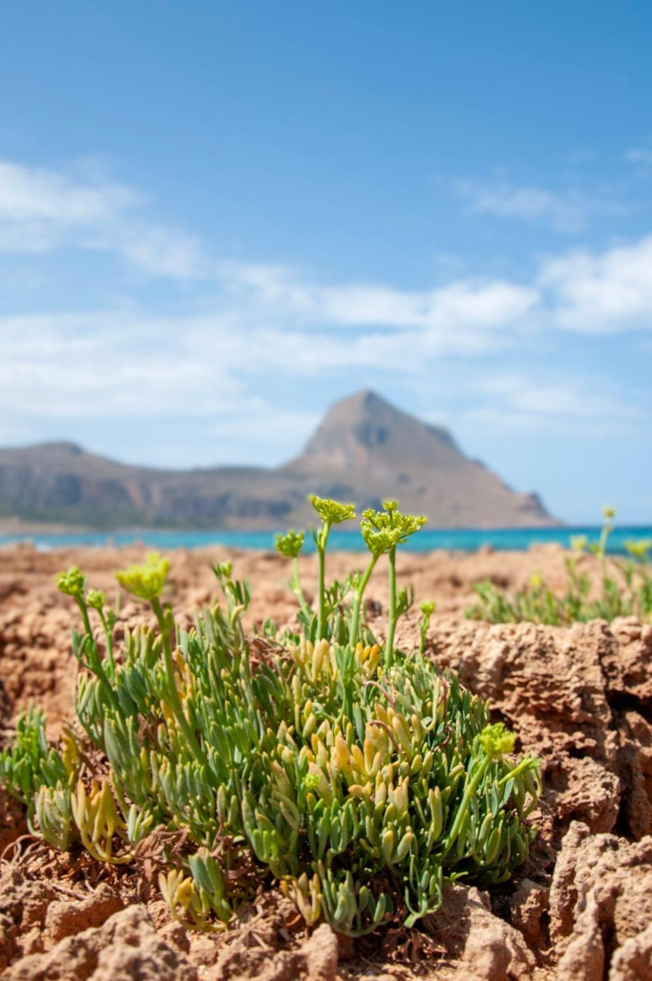 Appartamento Casa Magnolia San Vito Lo Capo Exteriér fotografie
